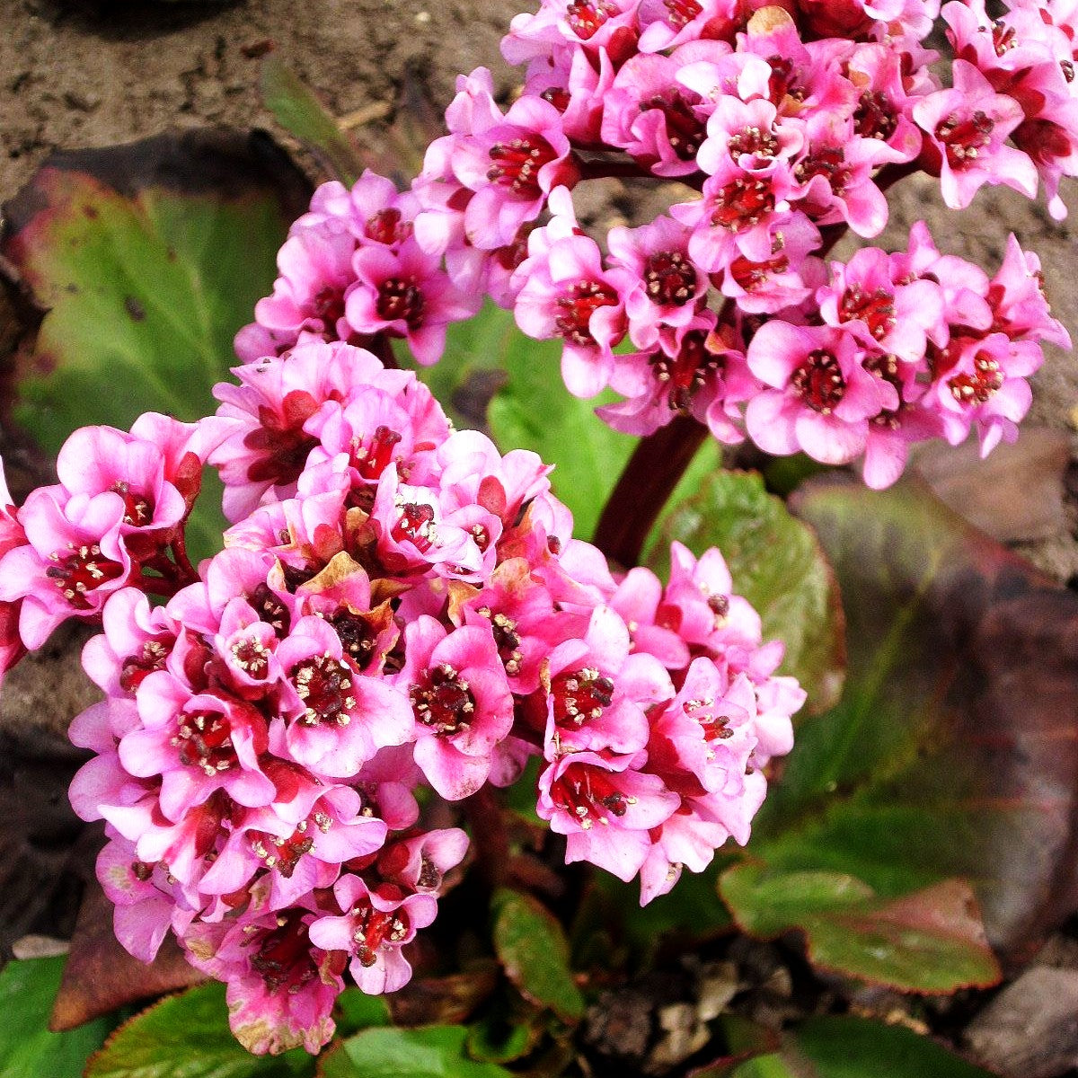 Bergenie 'Herbstblüte' (Bergenia cordifolia)