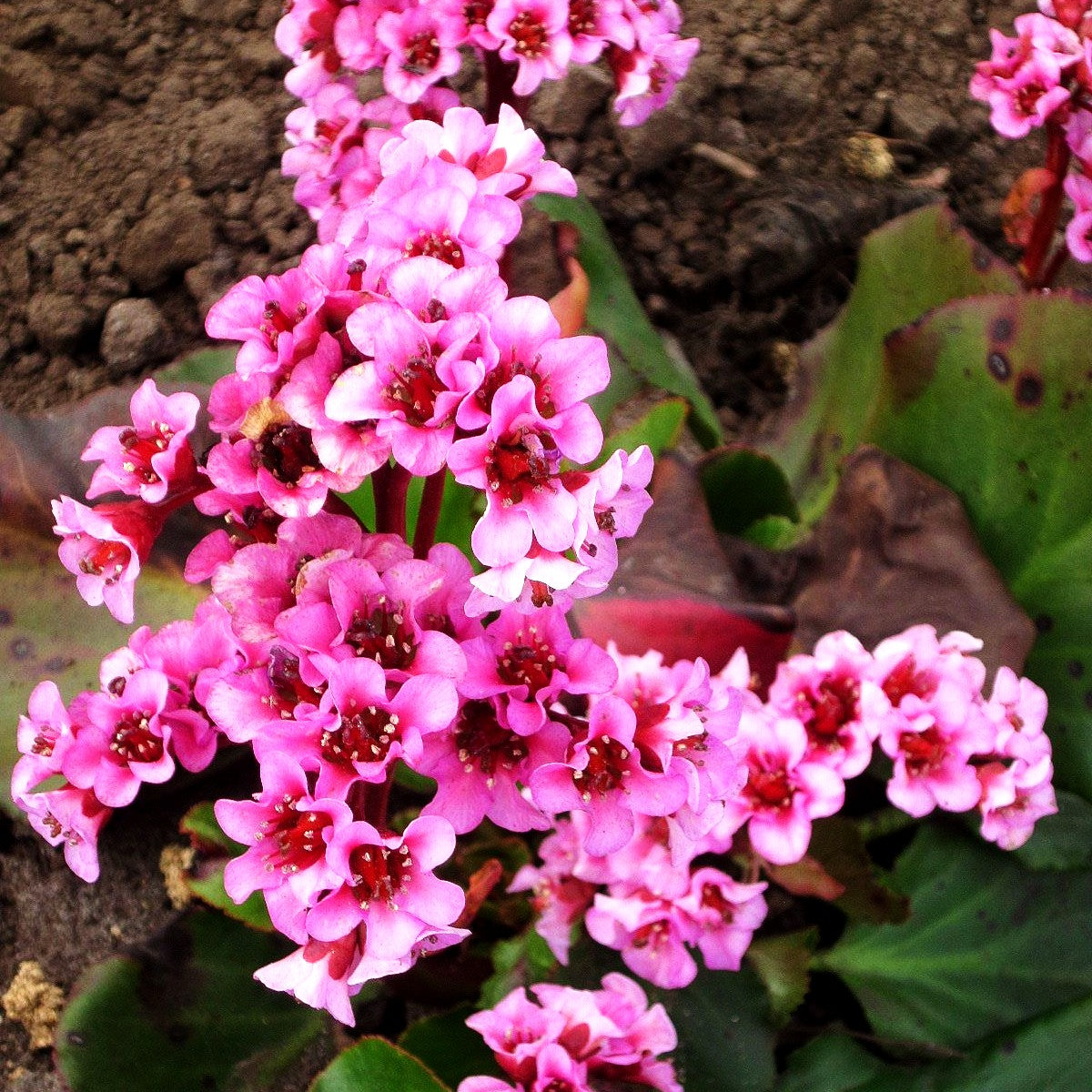 Bergenie 'Herbstblüte' (Bergenia cordifolia)