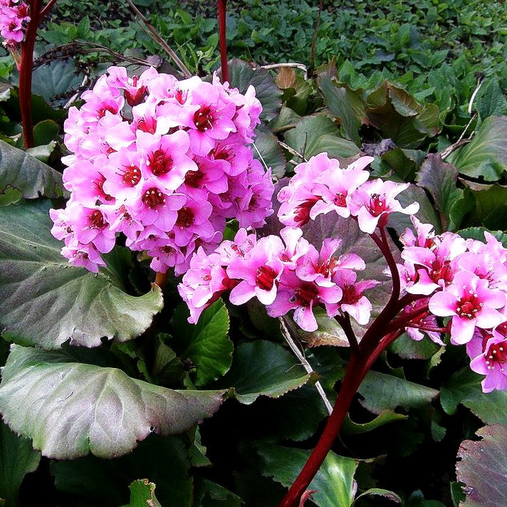 Bergenie 'Herbstblüte' (Bergenia cordifolia)