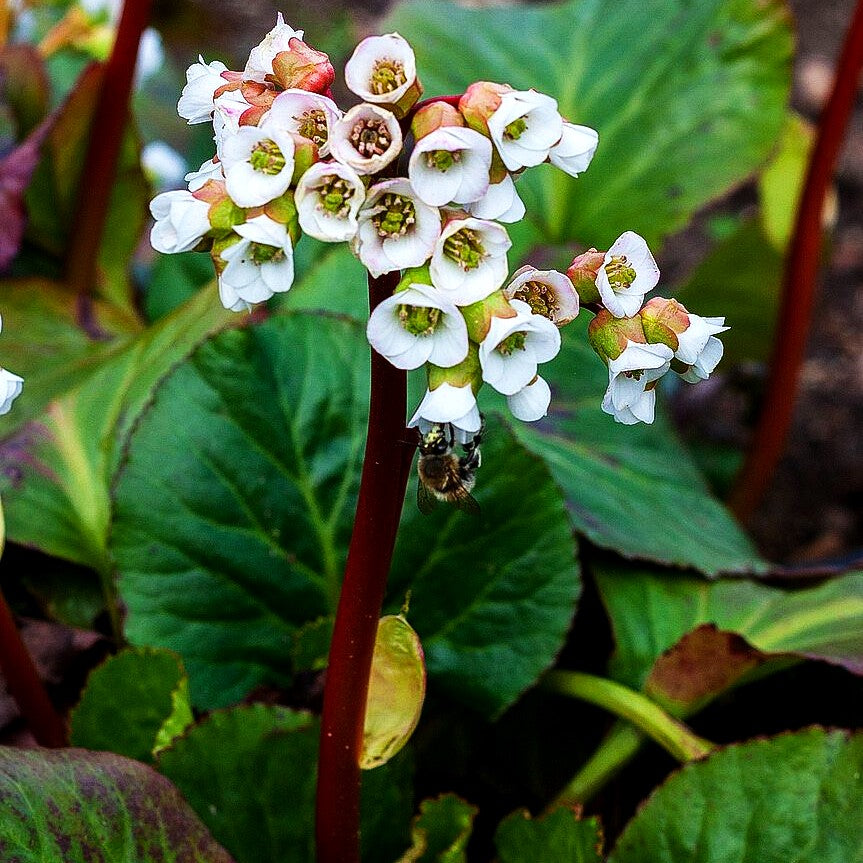 Bergenie 'Jelle' (Bergenia cordifolia)