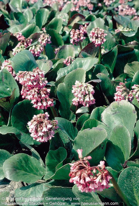 Bergenie 'Perfecta' (Bergenia cordifolia)