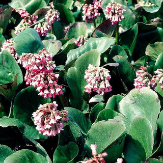 Bergenie 'Perfecta' (Bergenia cordifolia)