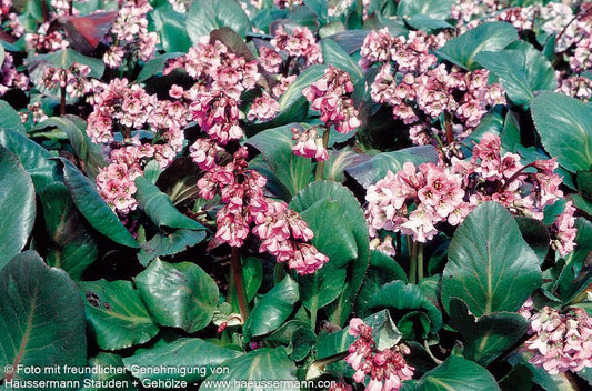 Bergenie 'Rosi Klose' (Bergenia cordifolia)