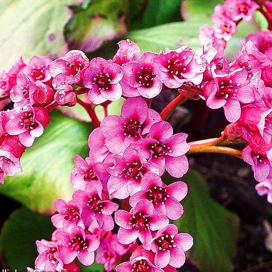 Bergenie 'Rotblum' (Bergenia cordifolia)