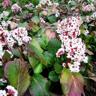 Bergenie 'Silberlicht' (Bergenia cordifolia)