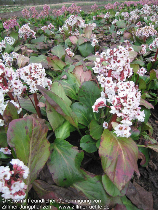 Bergenie 'Silberlicht' (Bergenia cordifolia)