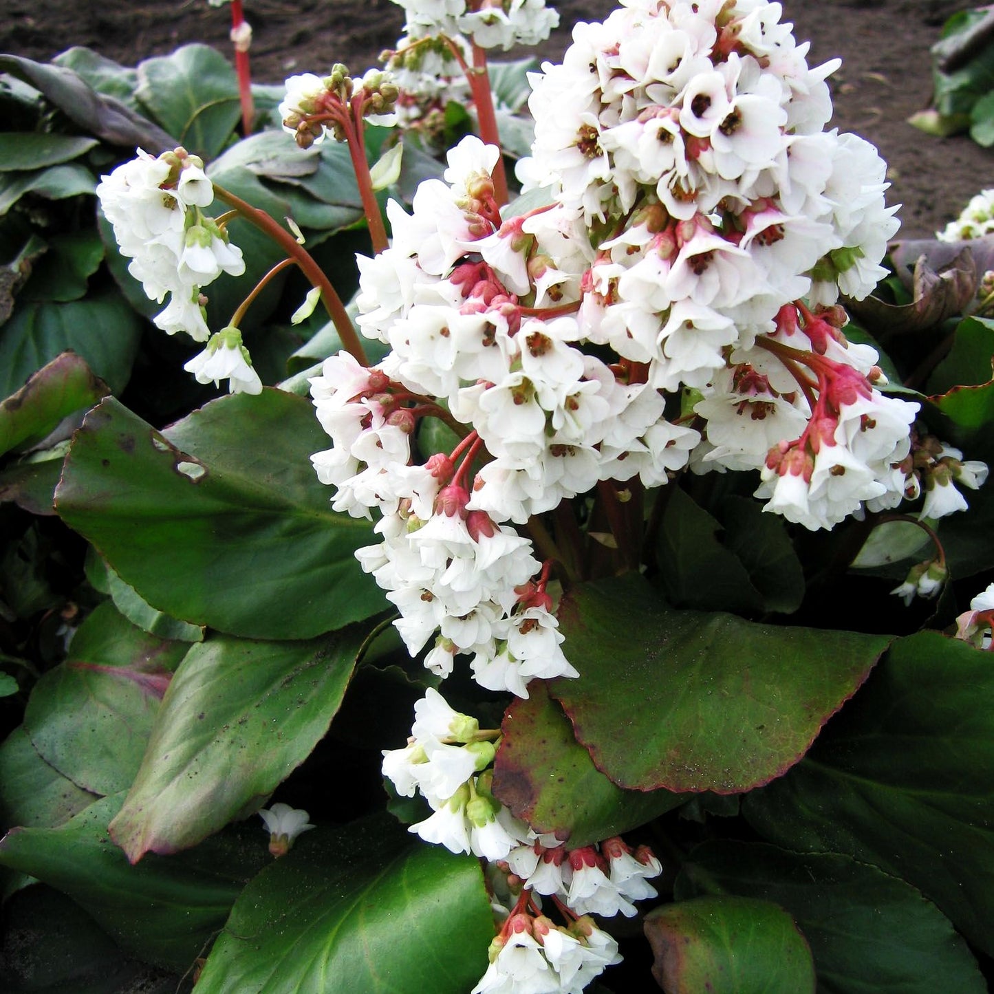 Bergenie 'Silberlicht' (Bergenia cordifolia)