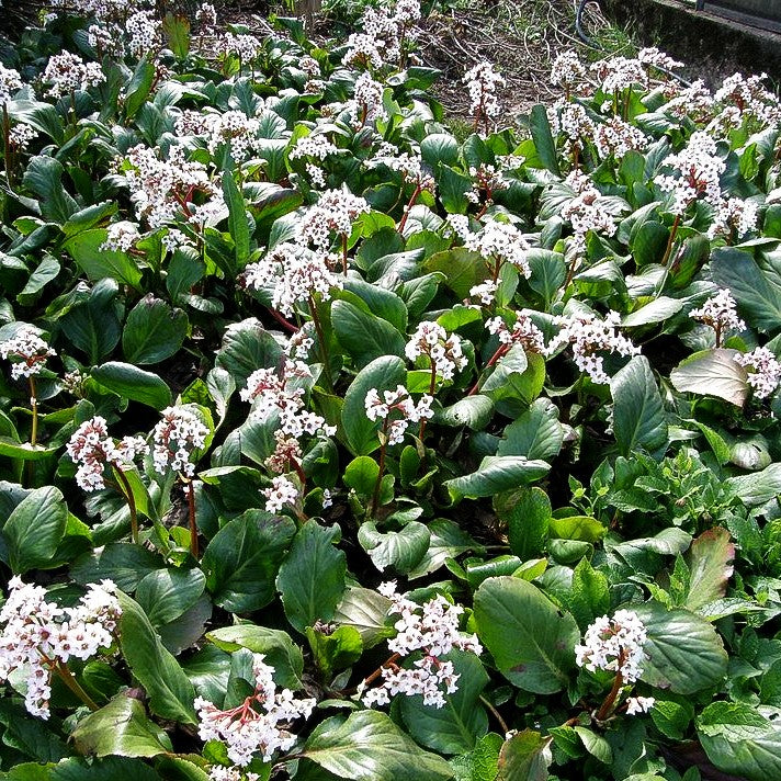Bergenie 'Silberlicht' (Bergenia cordifolia)