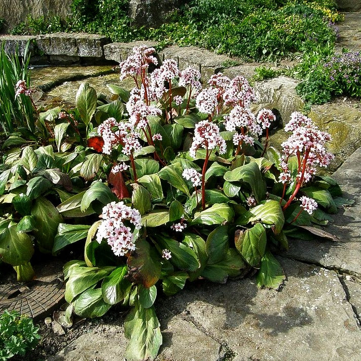 Bergenie 'Silberlicht' (Bergenia cordifolia)