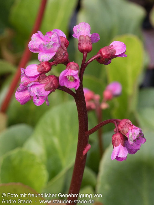 Bergenie 'Winterglut' (Bergenia cordifolia)