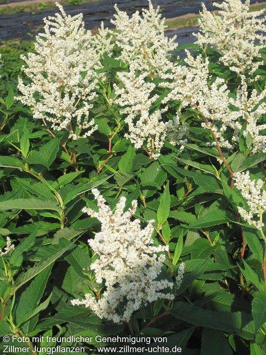 Bergknöterich 'Johanniswolke' (Aconogonon speciosum)