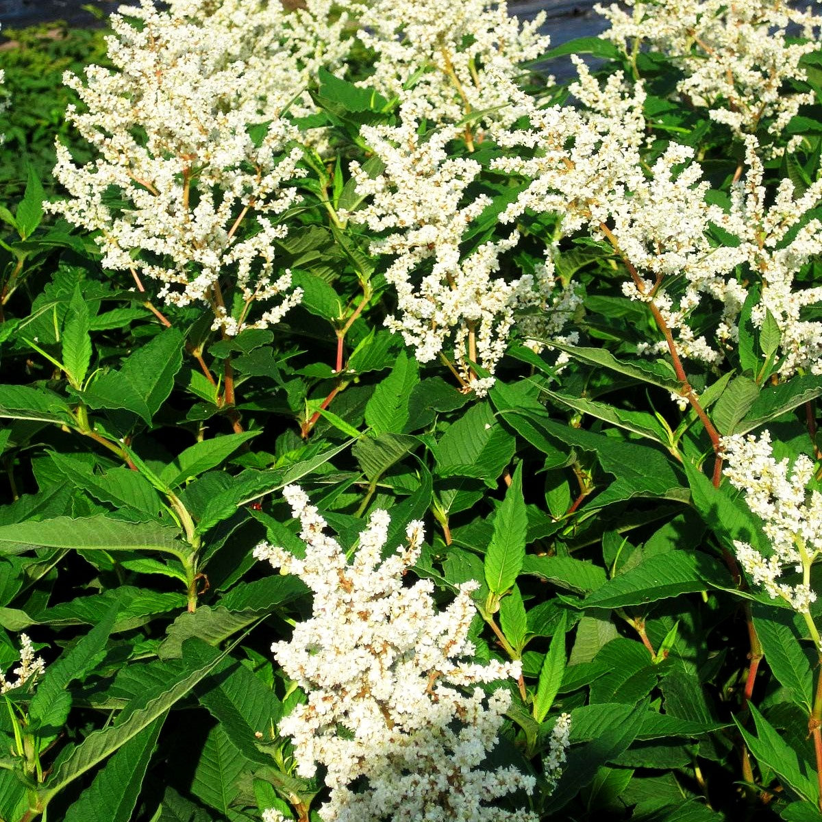 Bergknöterich 'Johanniswolke' (Aconogonon speciosum)