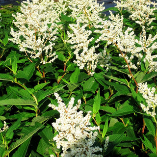 Bergknöterich 'Johanniswolke' (Aconogonon speciosum)