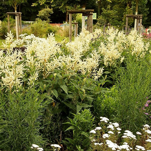 Bergknöterich 'Johanniswolke' (Aconogonon speciosum)