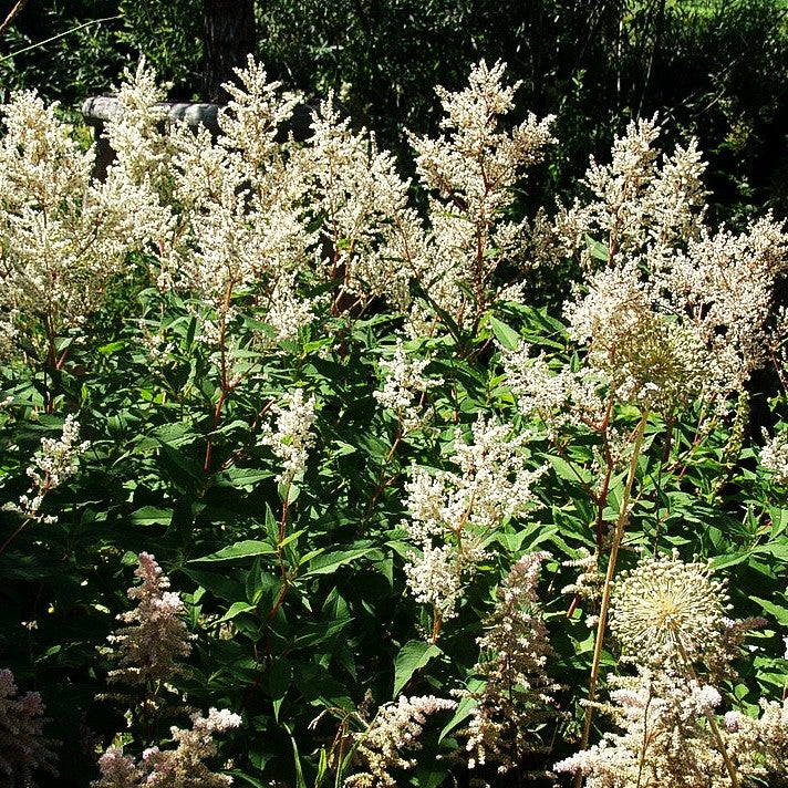 Bergknöterich 'Johanniswolke' (Aconogonon speciosum)