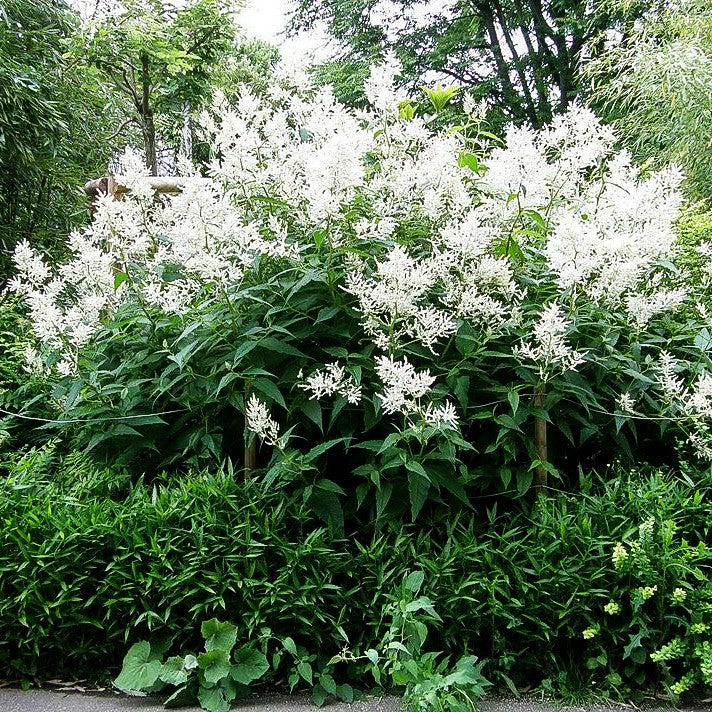 Bergknöterich 'Johanniswolke' (Aconogonon speciosum)