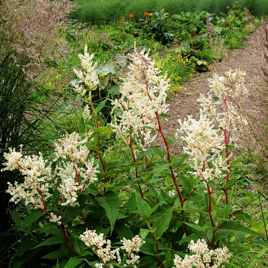 Bergknöterich 'Johanniswolke' (Aconogonon speciosum)