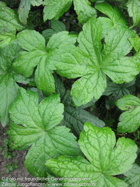 Bergwald-Storchschnabel (Geranium nodosum)