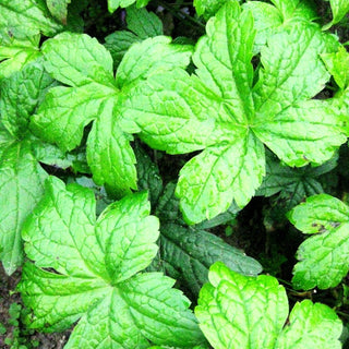 Bergwald-Storchschnabel (Geranium nodosum)