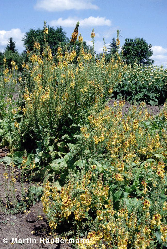 Bernsteinfarbige Königskerze 'Cotswold Queen' (Verbascum x cult.)