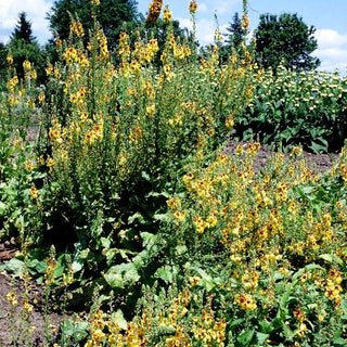 Bernsteinfarbige Königskerze 'Cotswold Queen' (Verbascum x cult.)