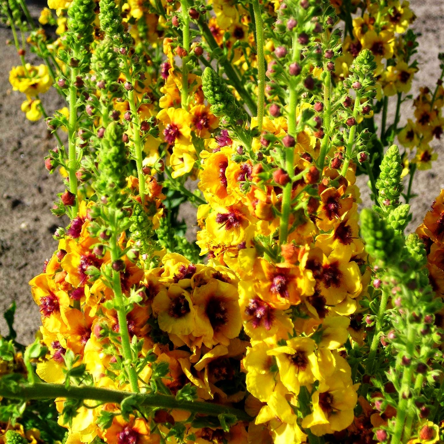 Bernsteinfarbige Königskerze 'Cotswold Queen' (Verbascum x cult.)