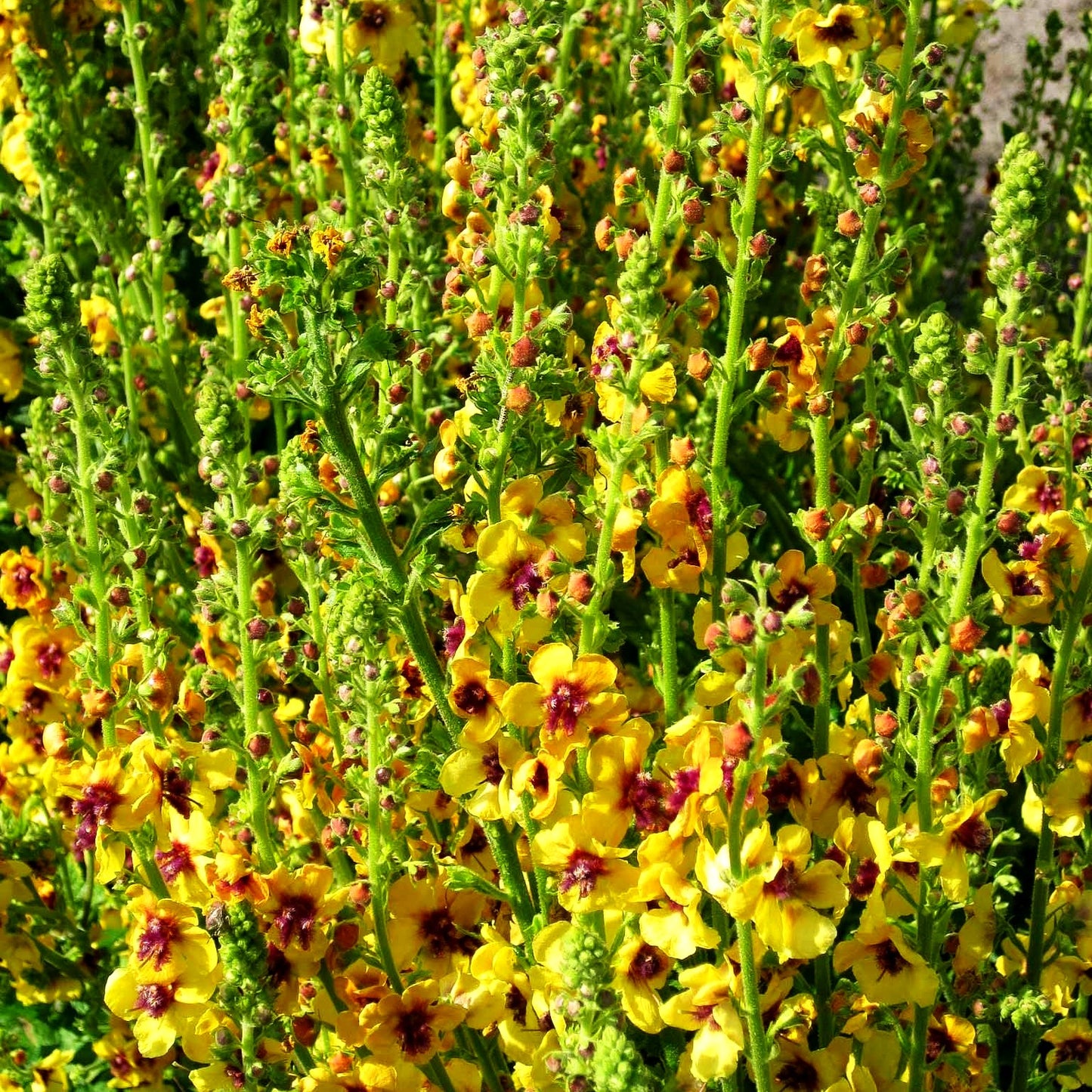 Bernsteinfarbige Königskerze 'Cotswold Queen' (Verbascum x cult.)