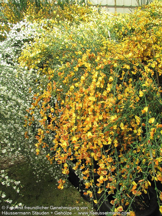 Besen-Ginster 'Apricot Gem' (Cytisus scoparius)