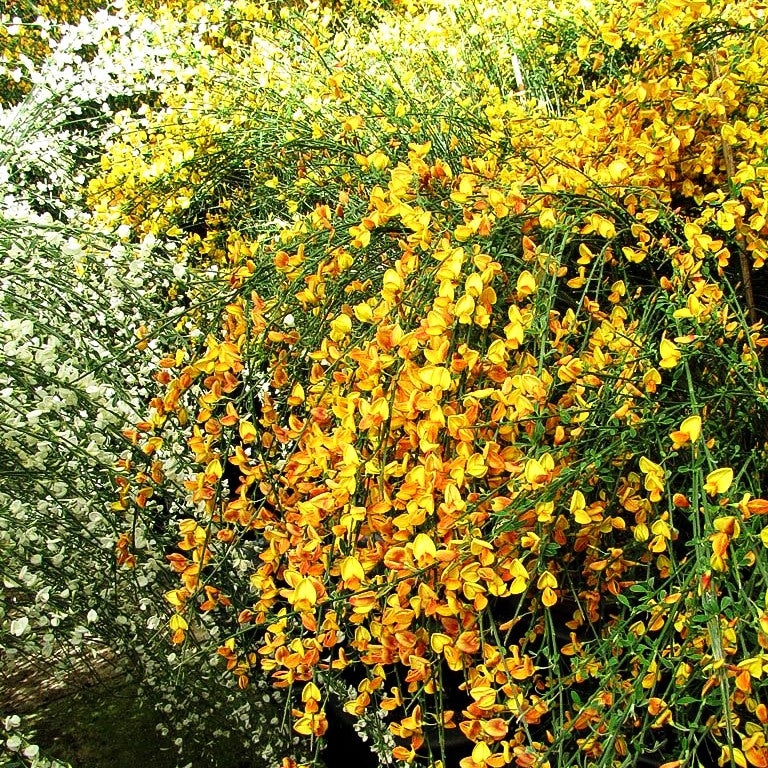 Besen-Ginster 'Apricot Gem' (Cytisus scoparius)