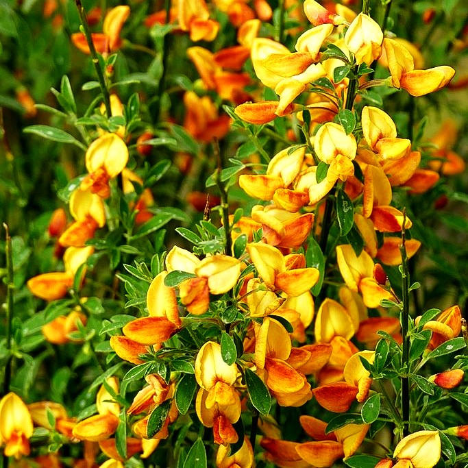 Besen-Ginster 'Apricot Gem' (Cytisus scoparius)