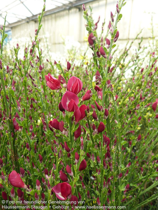 Besen-Ginster 'Boskoop Ruby' (Cytisus scoparius)