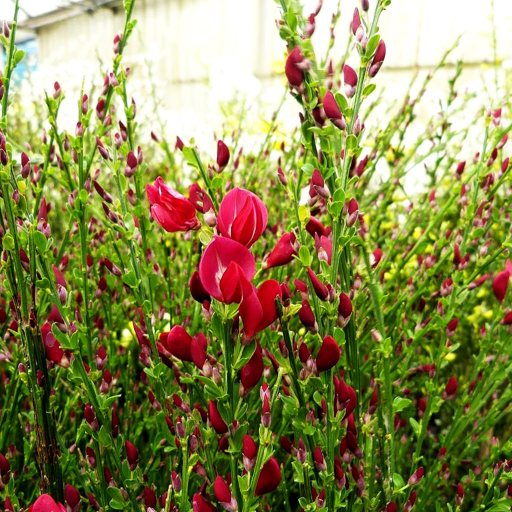 Besen-Ginster 'Boskoop Ruby' (Cytisus scoparius)