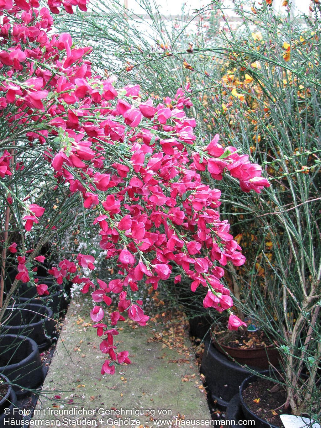 Besen-Ginster 'Boskoop Ruby' (Cytisus scoparius)