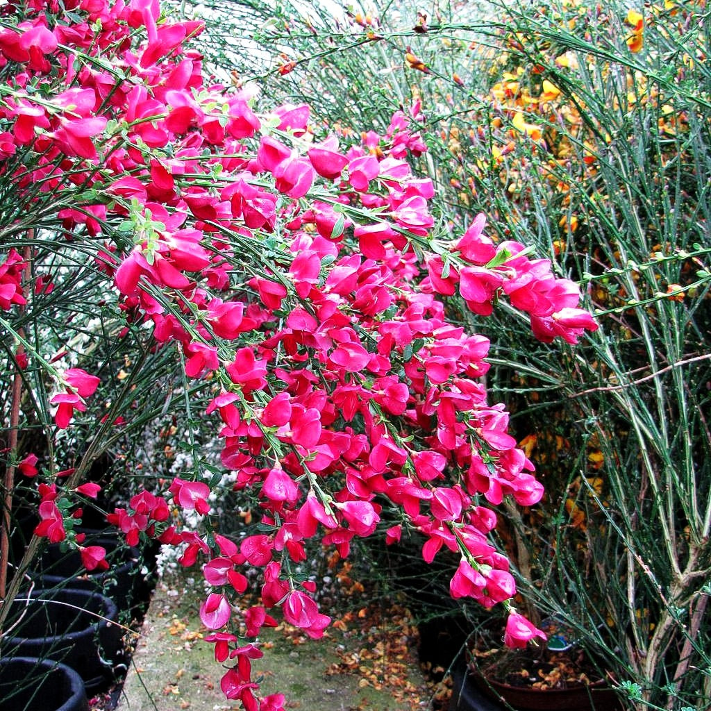 Besen-Ginster 'Boskoop Ruby' (Cytisus scoparius)