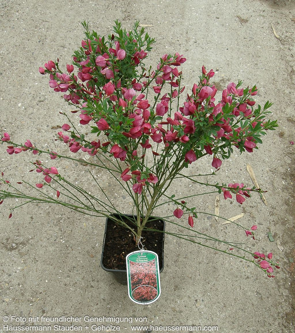 Besen-Ginster 'Boskoop Ruby' (Cytisus scoparius)