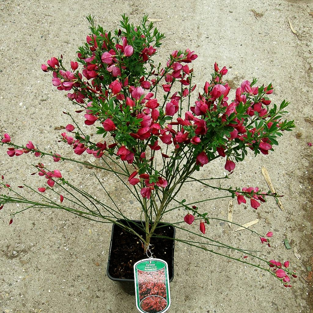 Besen-Ginster 'Boskoop Ruby' (Cytisus scoparius)