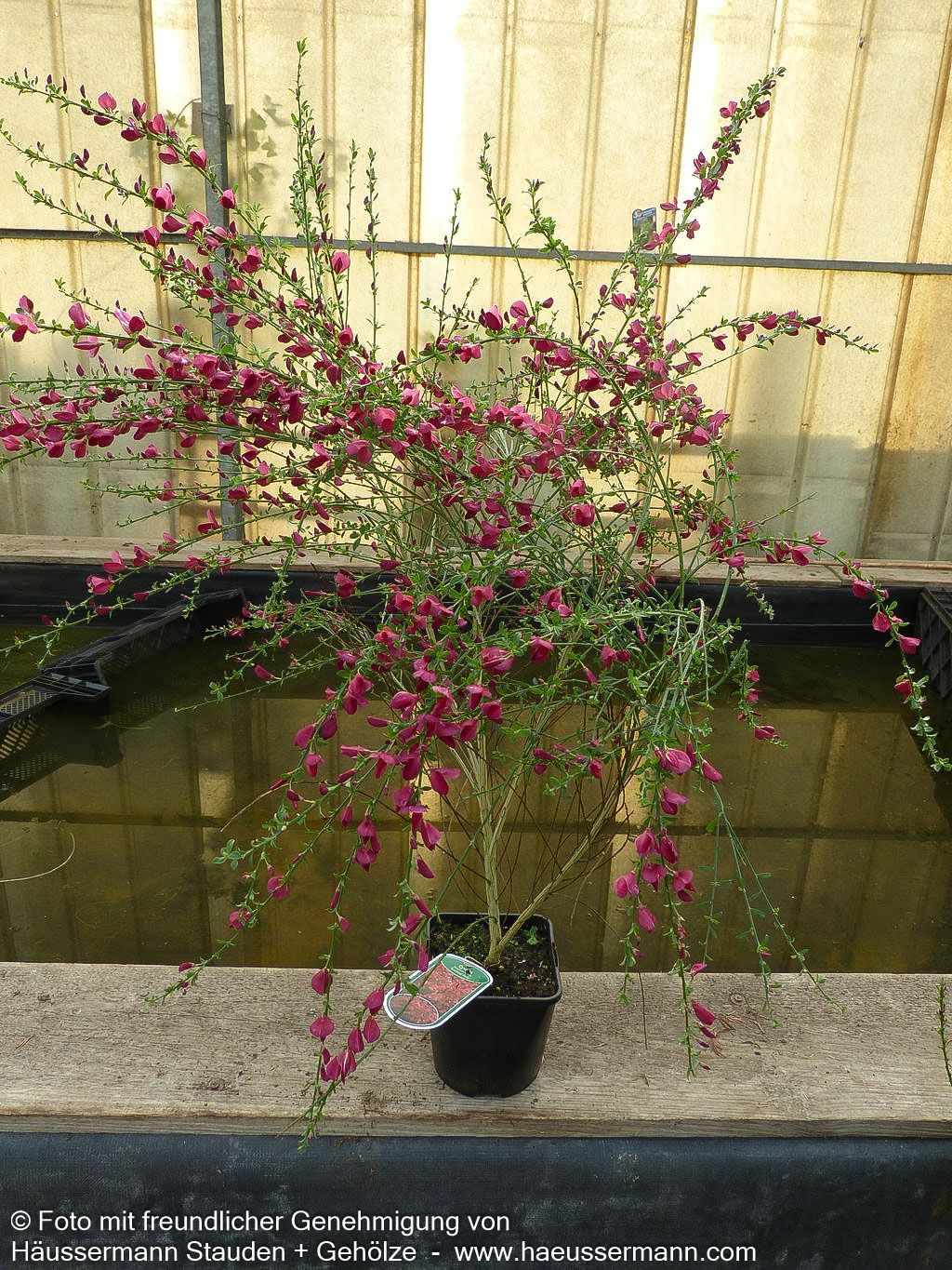 Besen-Ginster 'Boskoop Ruby' (Cytisus scoparius)