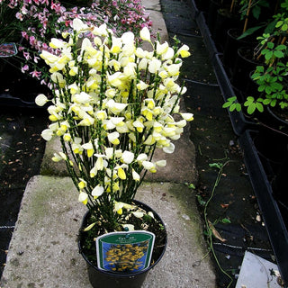 Besen-Ginster 'Dukaat' (Cytisus scoparius)