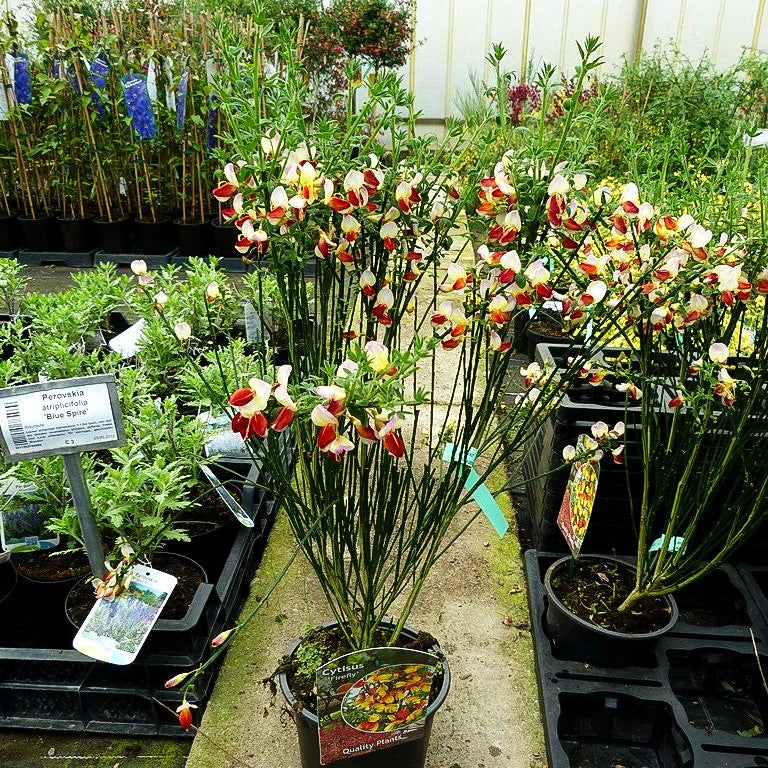 Besen-Ginster 'Firefly' (Cytisus scoparius)