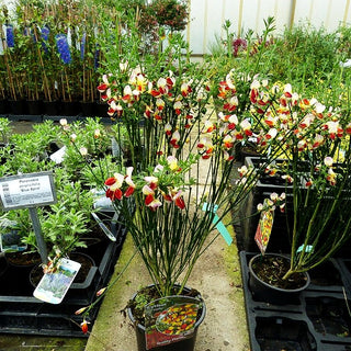 Besen-Ginster 'Firefly' (Cytisus scoparius)