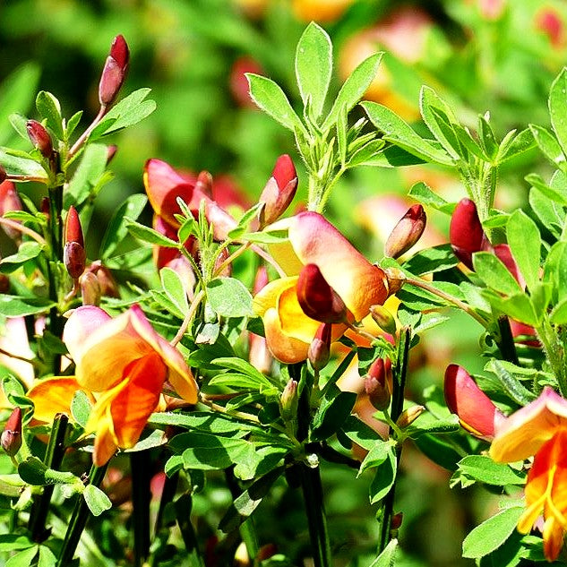 Besen-Ginster 'Firefly' (Cytisus scoparius)