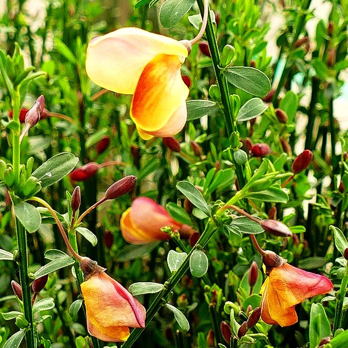 Besen-Ginster 'Firefly' (Cytisus scoparius)