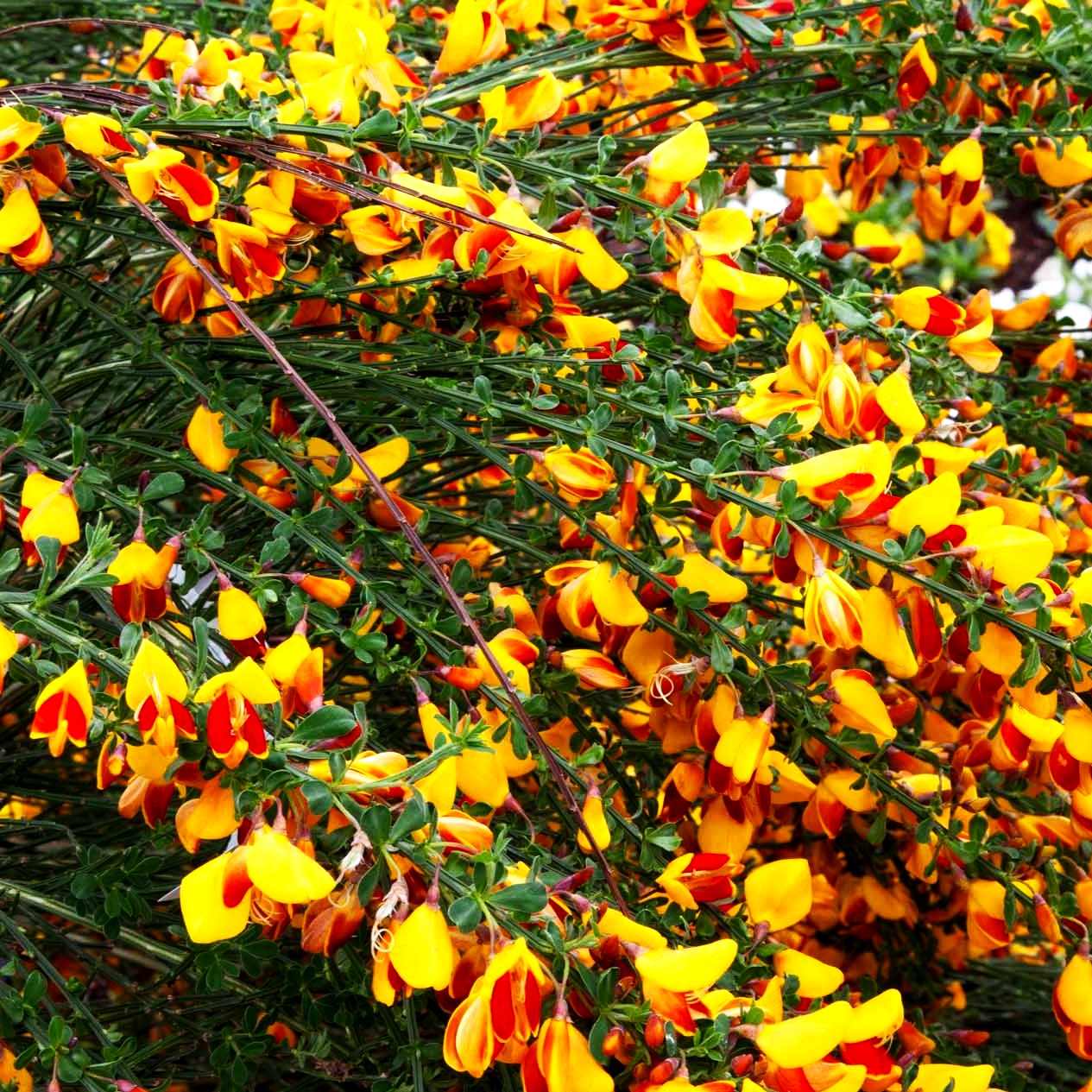 Besen-Ginster 'Firefly' (Cytisus scoparius)