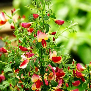 Besen-Ginster 'Goldfinch' (Cytisus scoparius)
