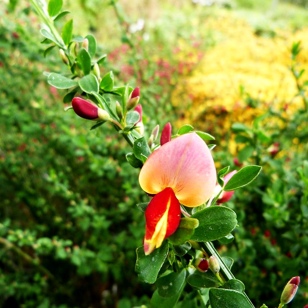 Besen-Ginster 'Goldfinch' (Cytisus scoparius)