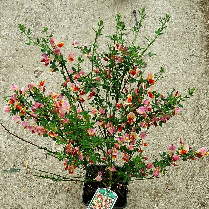 Besen-Ginster 'Goldfinch' (Cytisus scoparius)
