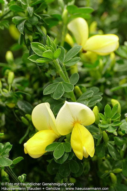 Besen-Ginster 'Luna' (Cytisus scoparius)