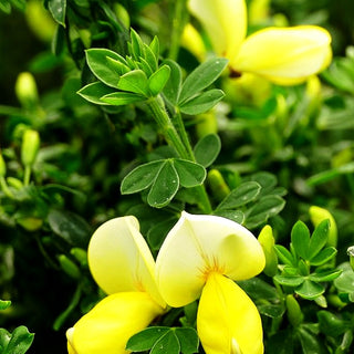 Besen-Ginster 'Luna' (Cytisus scoparius)