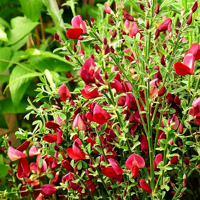 Besen-Ginster 'Roter Favorit' (Cytisus scoparius)