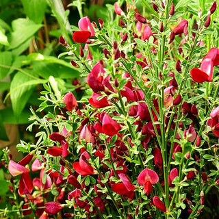 Besen-Ginster 'Roter Favorit' (Cytisus scoparius)